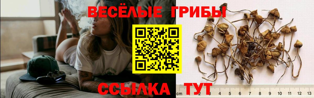 Псилоцибиновые грибы Psilocybine cubensis Юрга